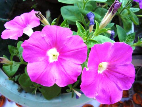 最適合花箱種植的花，不僅好看，養(yǎng)護(hù)也很方便！